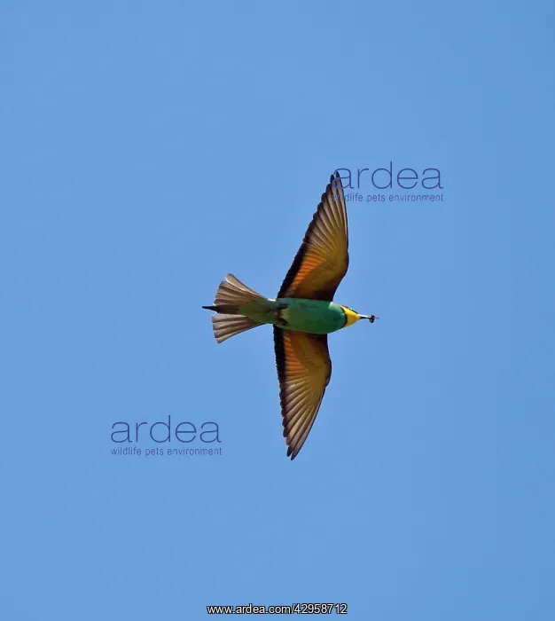 : European Bee-eater - in flight with Bee in bill : European Bee-eater - in flight with Bee in bill