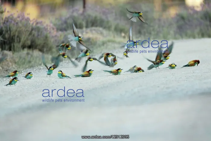 : European Bee-Eater - flock taking a dust bath on : European Bee-Eater - flock taking a dust bath on