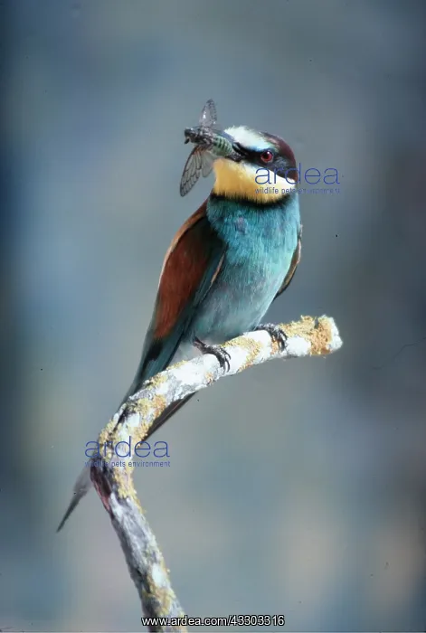 : EUROPEAN BEE-EATER - with insect in beak : EUROPEAN BEE-EATER - with insect in beak