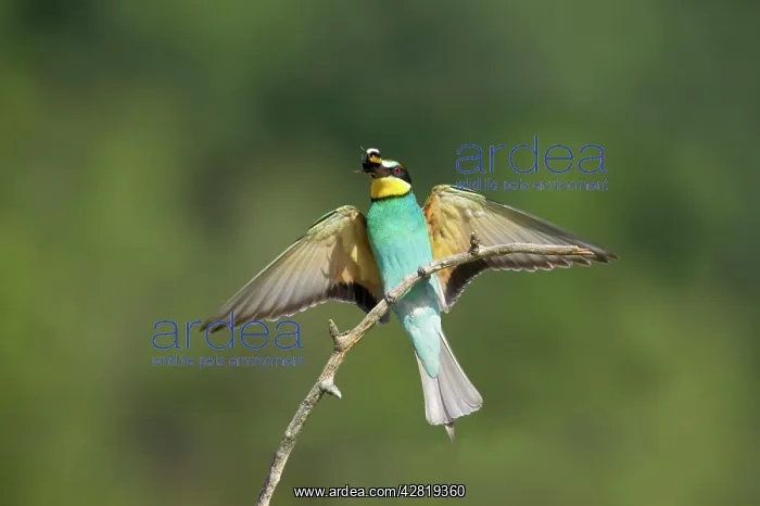 : European Bee-Eater - landing : European Bee-Eater - landing