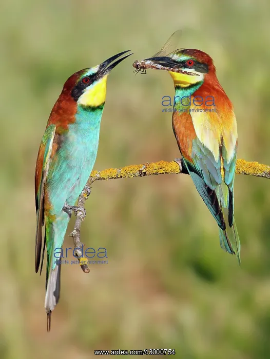 : European Bee-eater - male offering prey to female : European Bee-eater - male offering prey to female