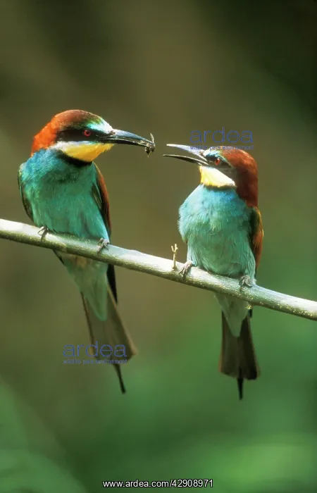 : European BEE-EATER - male offers female : European BEE-EATER - male offers female