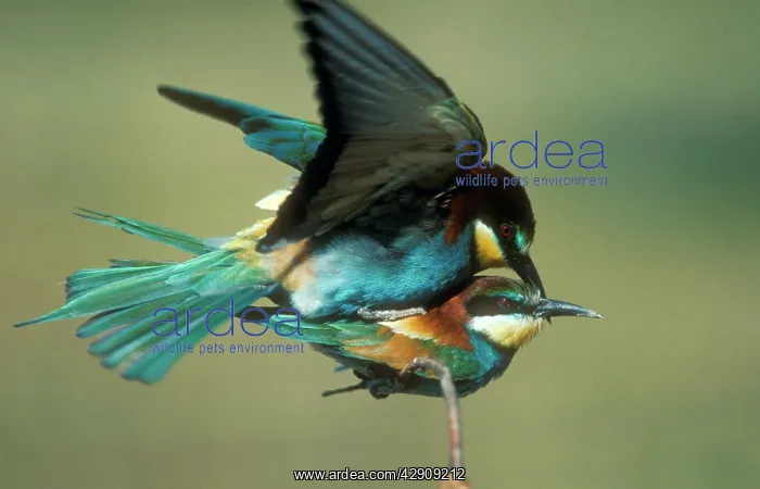 : European BEE-EATER - mating pair : European BEE-EATER - mating pair