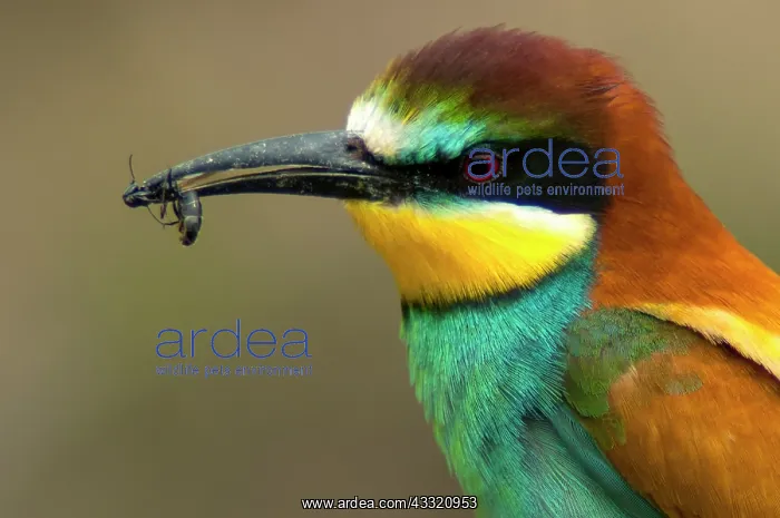 : European Bee-eater (Merops apiaster) : European Bee-eater (Merops apiaster)