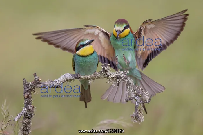 : European bee-eater (Merops apiaster), prey delivery : European bee-eater (Merops apiaster), prey delivery