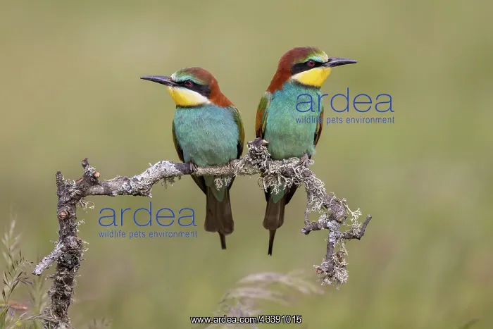  : European bee-eater (Merops apiaster), prey delivery