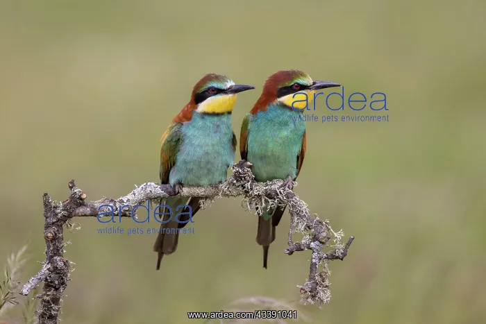 : European bee-eater (Merops apiaster), prey delivery : European bee-eater (Merops apiaster), prey delivery