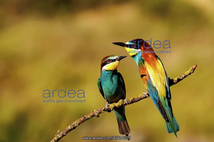 : European Bee-eater (Merops apiaster : European Bee-eater (Merops apiaster