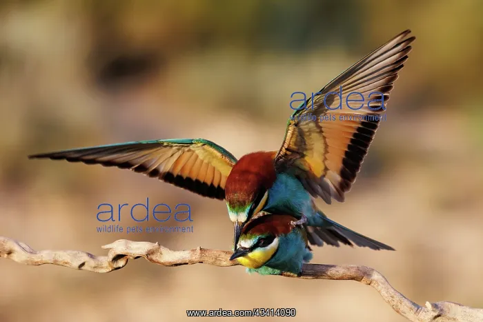 : European Bee-eater (Merops apiaster : European Bee-eater (Merops apiaster