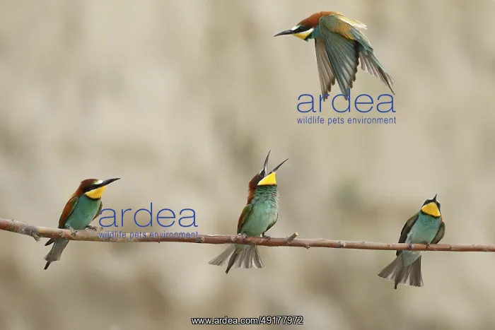 : European Bee-eater (Merops apiaster) : European Bee-eater (Merops apiaster)