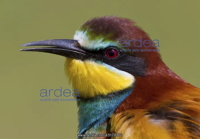 : European Bee-eater (Merops apiaster) : European Bee-eater (Merops apiaster)
