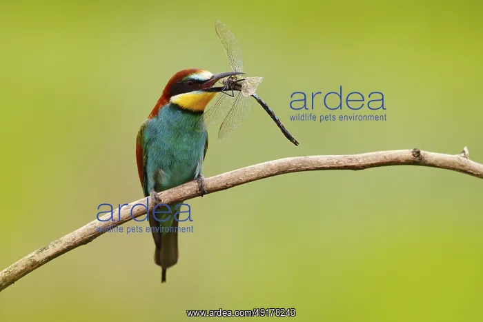 : European Bee-eater, Merops apiaster : European Bee-eater, Merops apiaster