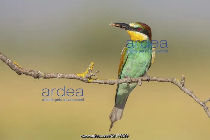 : European Bee-eater (Merops apiaster) : European Bee-eater (Merops apiaster)