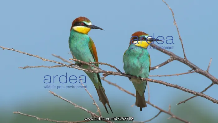 : European Bee-eater (Merops apiaster) couple on a : European Bee-eater (Merops apiaster) couple on a