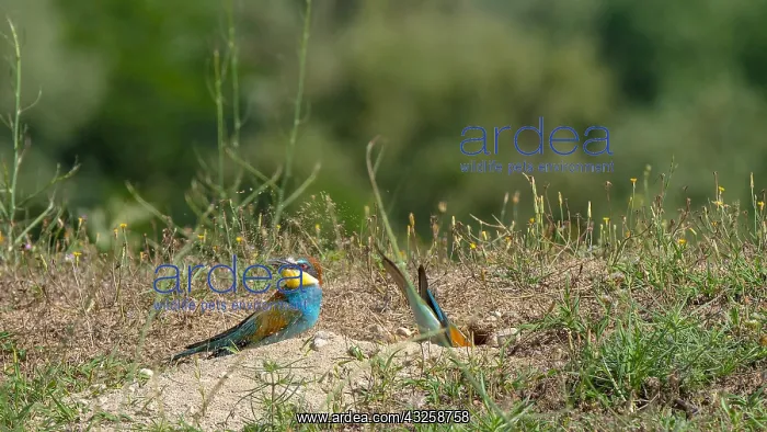 : European Bee-eater (Merops apiaster) couple digging : European Bee-eater (Merops apiaster) couple digging