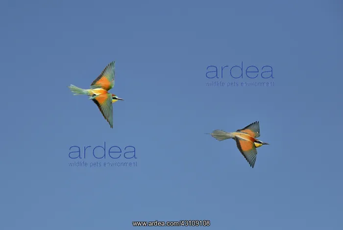 : European Bee-eater (Merops apiaster) in flight : European Bee-eater (Merops apiaster) in flight