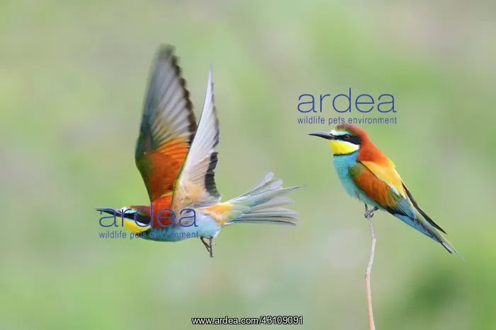 : European Bee-eater (Merops apiaster) flying away : European Bee-eater (Merops apiaster) flying away