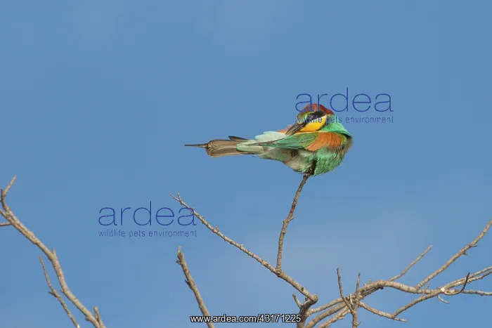 : European Bee-eater (Merops apiaster) grooming himself : European Bee-eater (Merops apiaster) grooming himself