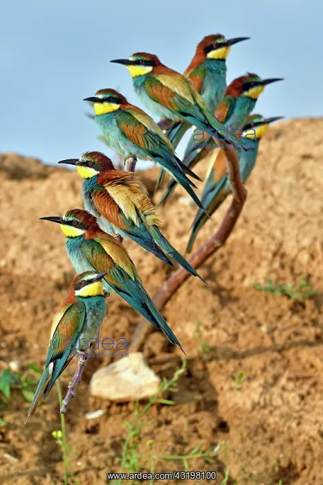 : European Bee-eater (Merops apiaster) group of eight : European Bee-eater (Merops apiaster) group of eight