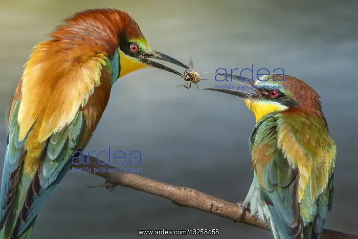 : European Bee-eater (Merops apiaster) male giving : European Bee-eater (Merops apiaster) male giving