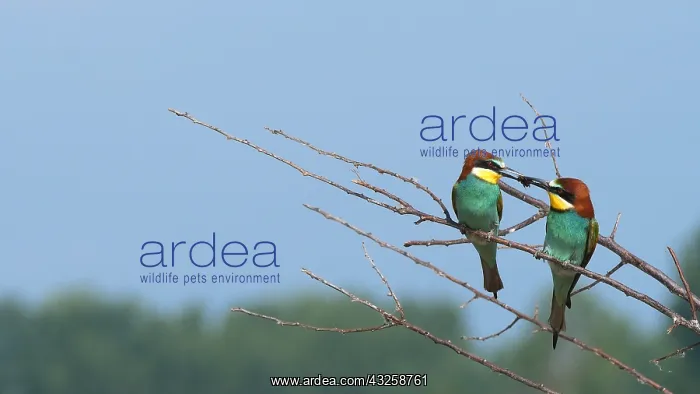 : European Bee-eater (Merops apiaster) male offering : European Bee-eater (Merops apiaster) male offering