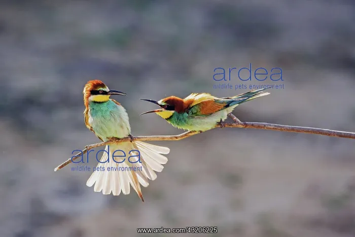 : European bee eater (Merops apiaster), two males : European bee eater (Merops apiaster), two males