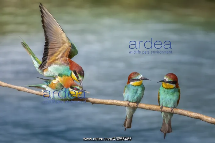 : European Bee-eater (Merops apiaster) mating on a : European Bee-eater (Merops apiaster) mating on a