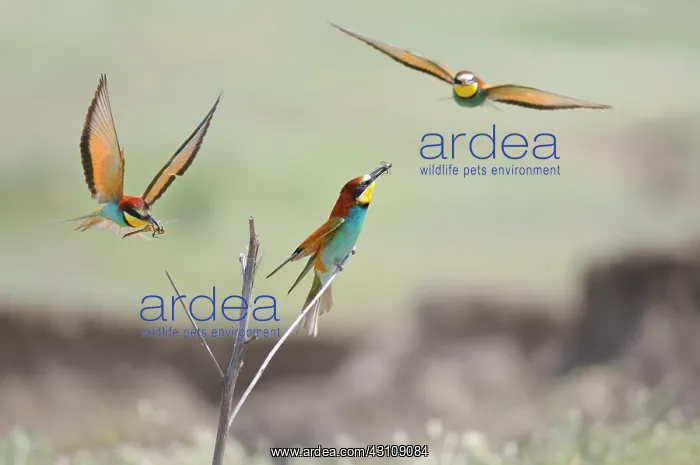 : European Bee-eater (Merops apiaster) nuptial gift : European Bee-eater (Merops apiaster) nuptial gift
