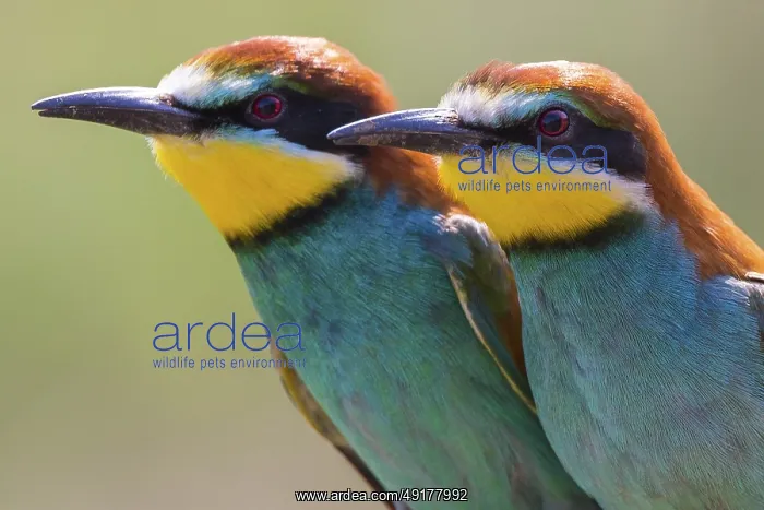 : European Bee-eater (Merops apiaster) pair : European Bee-eater (Merops apiaster) pair