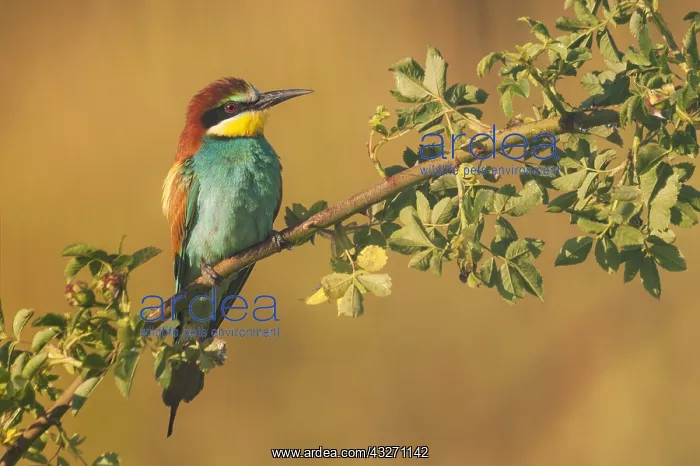: European Bee-eater (Merops apiaster) perched on : European Bee-eater (Merops apiaster) perched on