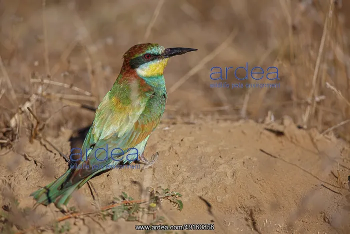 : European Bee-Eater (Merops apiaster) ~ perched on a branch ~ Zamora : European Bee-Eater (Merops apiaster) ~ perched on a branch ~ Zamora