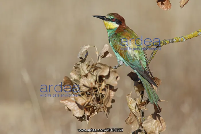 : European Bee-Eater (Merops apiaster) ~ perched on a branch ~ Zamora : European Bee-Eater (Merops apiaster) ~ perched on a branch ~ Zamora