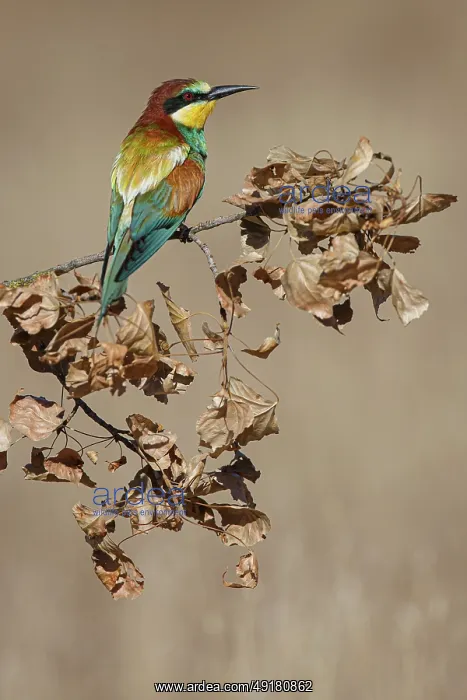 : European Bee-Eater (Merops apiaster) ~ perched on a branch ~ Zamora : European Bee-Eater (Merops apiaster) ~ perched on a branch ~ Zamora