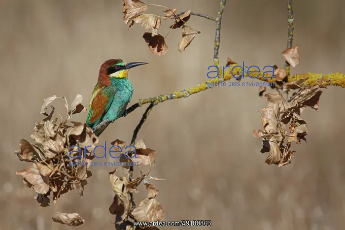 : European Bee-Eater (Merops apiaster) ~ perched on a branch ~ Zamora : European Bee-Eater (Merops apiaster) ~ perched on a branch ~ Zamora