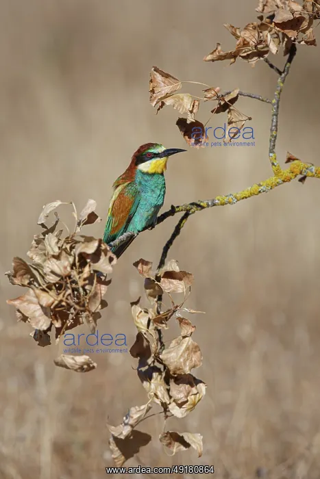 : European Bee-Eater (Merops apiaster) ~ perched on a branch ~ Zamora : European Bee-Eater (Merops apiaster) ~ perched on a branch ~ Zamora