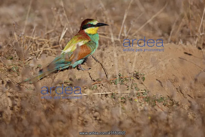 : European Bee-Eater (Merops apiaster) ~ perched on a branch ~ Zamora : European Bee-Eater (Merops apiaster) ~ perched on a branch ~ Zamora