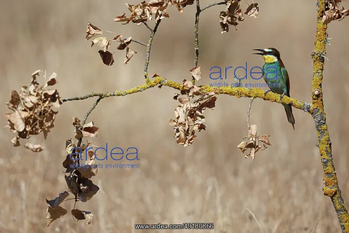 : European Bee-Eater (Merops apiaster) ~ perched on a branch ~ Zamora : European Bee-Eater (Merops apiaster) ~ perched on a branch ~ Zamora