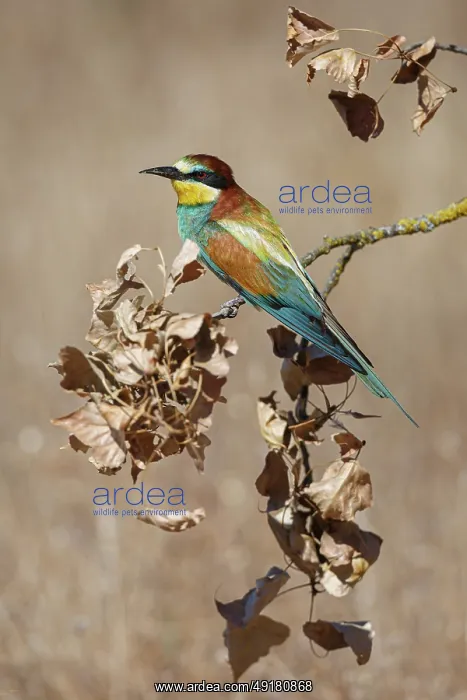  : European Bee-Eater (Merops apiaster) ~ perched on a branch ~ Zamora