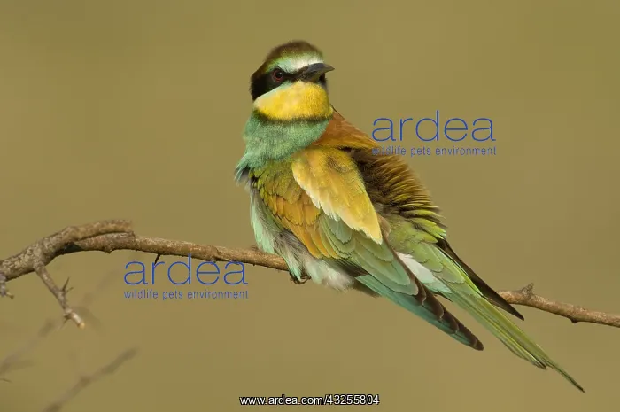 : European Bee-eater (Merops apiaster) perching : European Bee-eater (Merops apiaster) perching