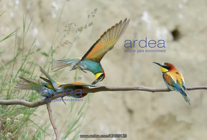 : European Bee-eater (Merops apiaster) robing prey : European Bee-eater (Merops apiaster) robing prey