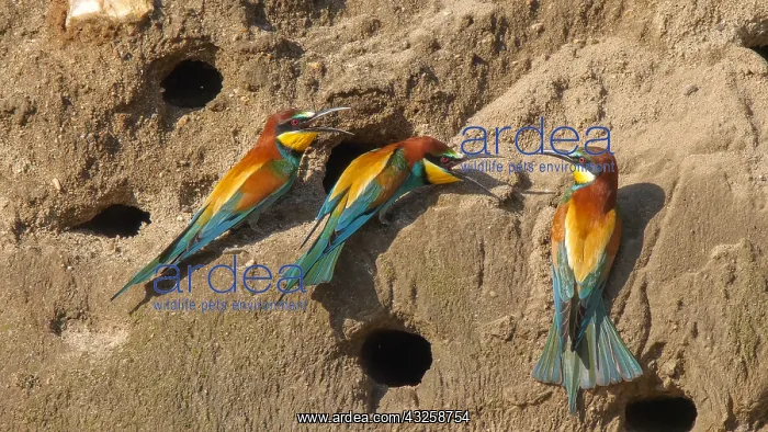 : European Bee-eater (Merops apiaster) on a sand cliff : European Bee-eater (Merops apiaster) on a sand cliff
