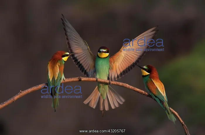 : European bee eater (Merops apiaster), sitting on : European bee eater (Merops apiaster), sitting on