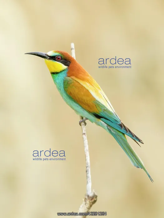 : European bee-eater (Merops apiaster) sitting on : European bee-eater (Merops apiaster) sitting on