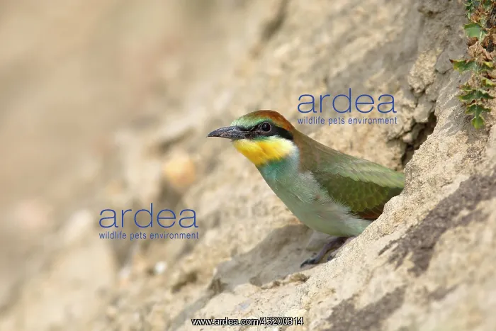 : European bee-eater (Merops apiaster), young bird : European bee-eater (Merops apiaster), young bird