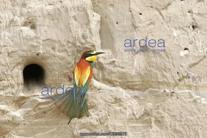 : European Bee-eater - at nest : European Bee-eater - at nest