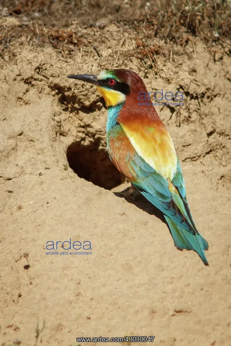 : European Bee-Eater on nest access Castile and : European Bee-Eater on nest access Castile and