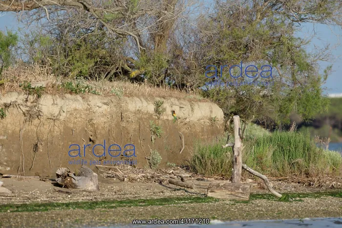 : European Bee-eater nests in cliff (Merops apiaster) : European Bee-eater nests in cliff (Merops apiaster)