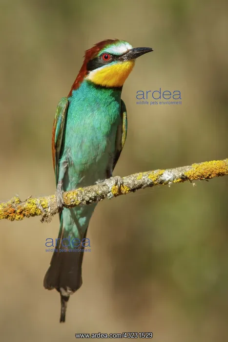 : European Bee-Eater perched on a branch Castile : European Bee-Eater perched on a branch Castile