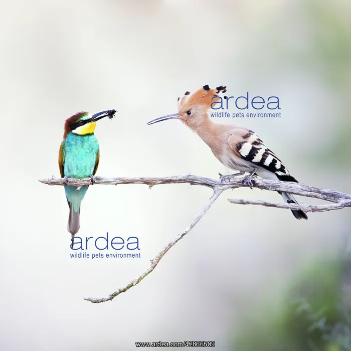 : European Bee Eater - Perched with a honey bee in : European Bee Eater - Perched with a honey bee in