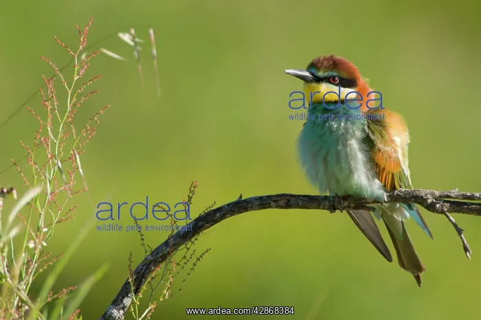 : European Bee-Eater - Perched near nest site : European Bee-Eater - Perched near nest site